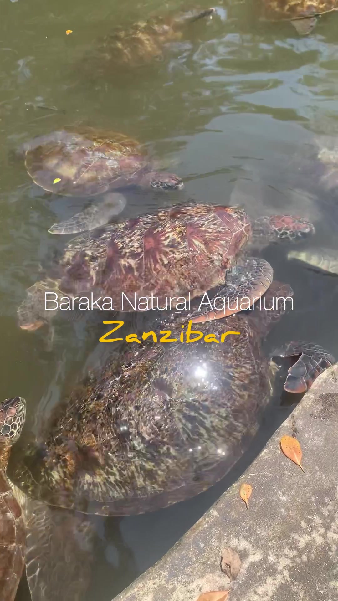 Baraka Aquarium