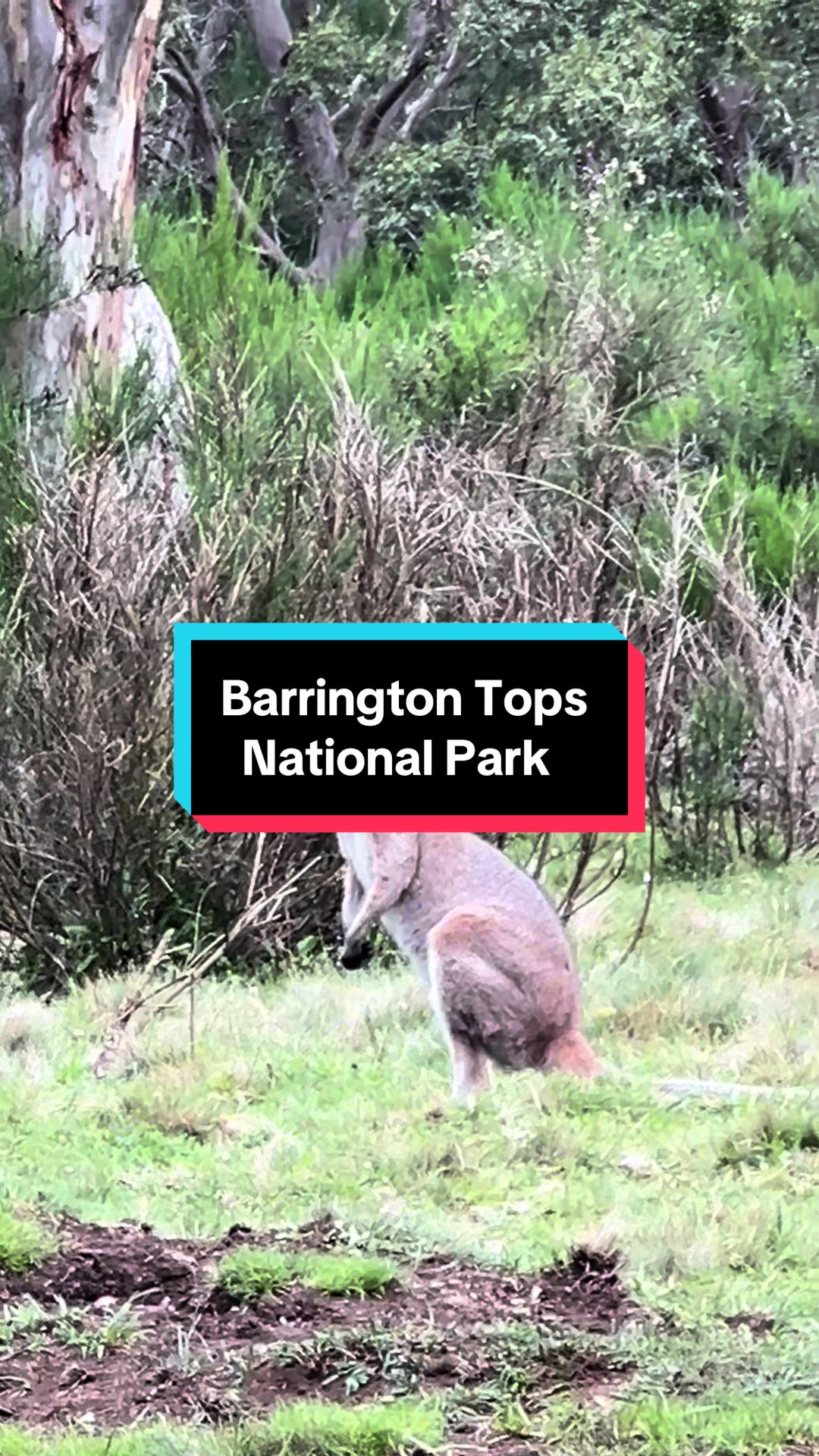 Barrington Tops National Park