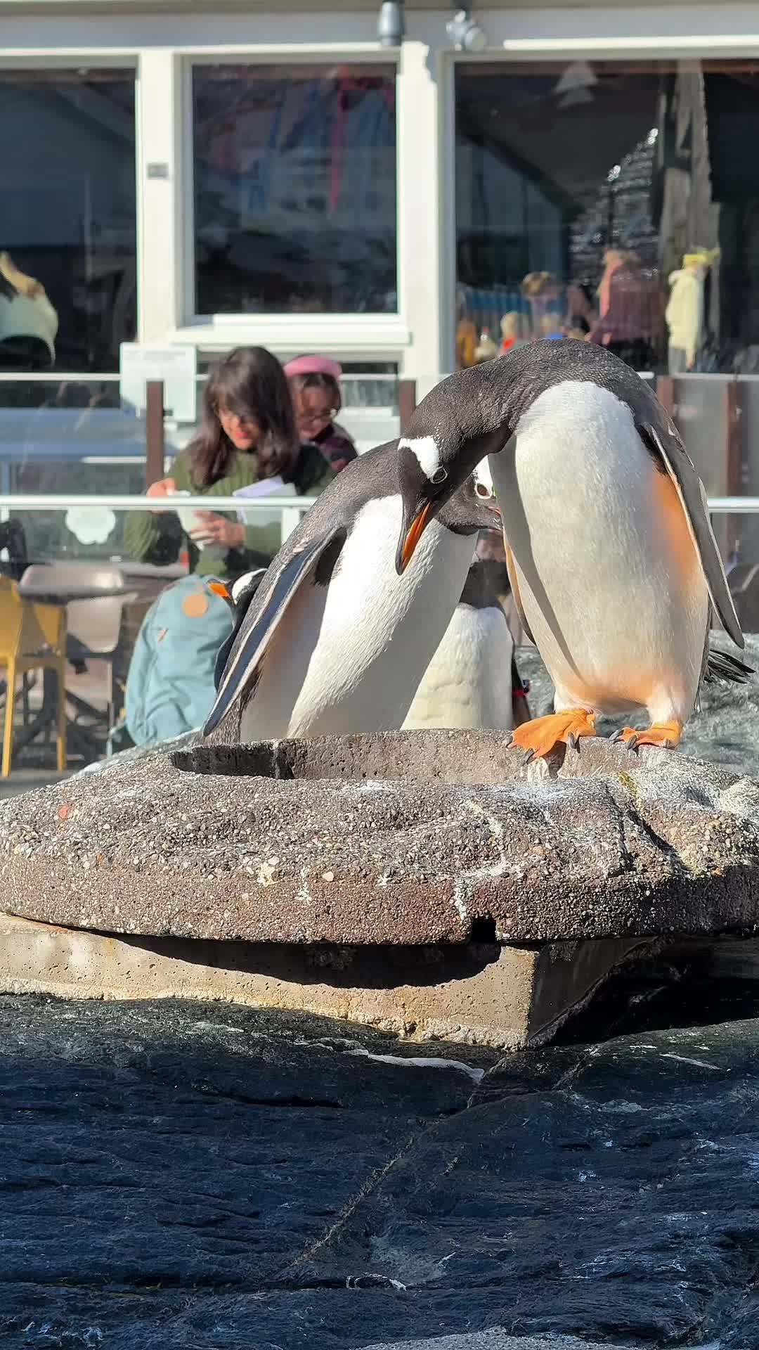 Бергенаcкий аквариум (Bergen Aquarium)