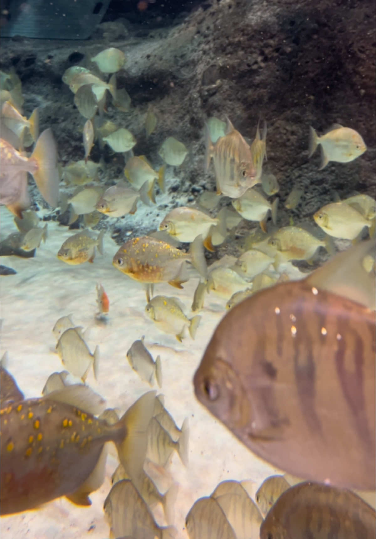 Biodome de Montreal