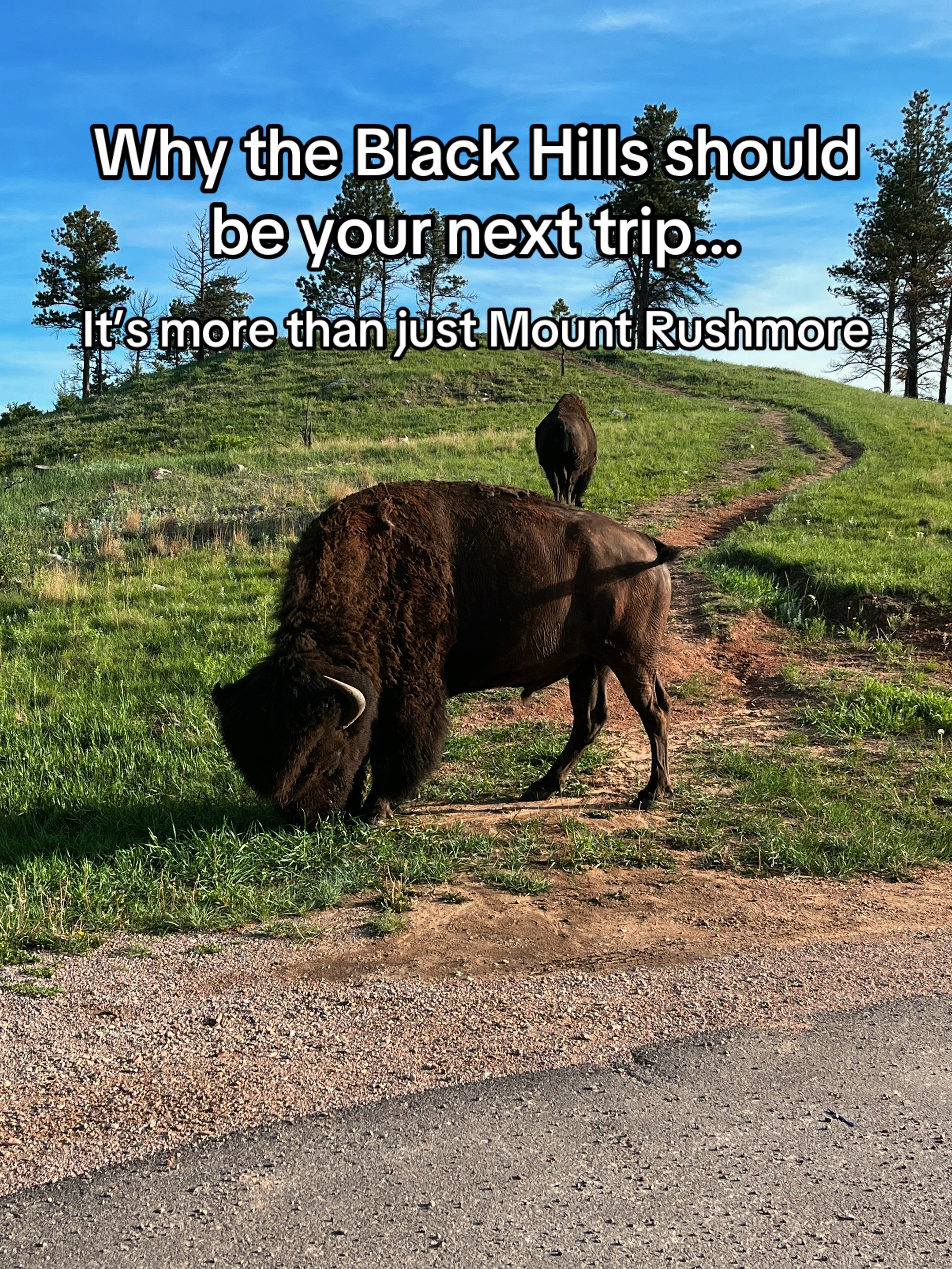 Black Hills National Forest