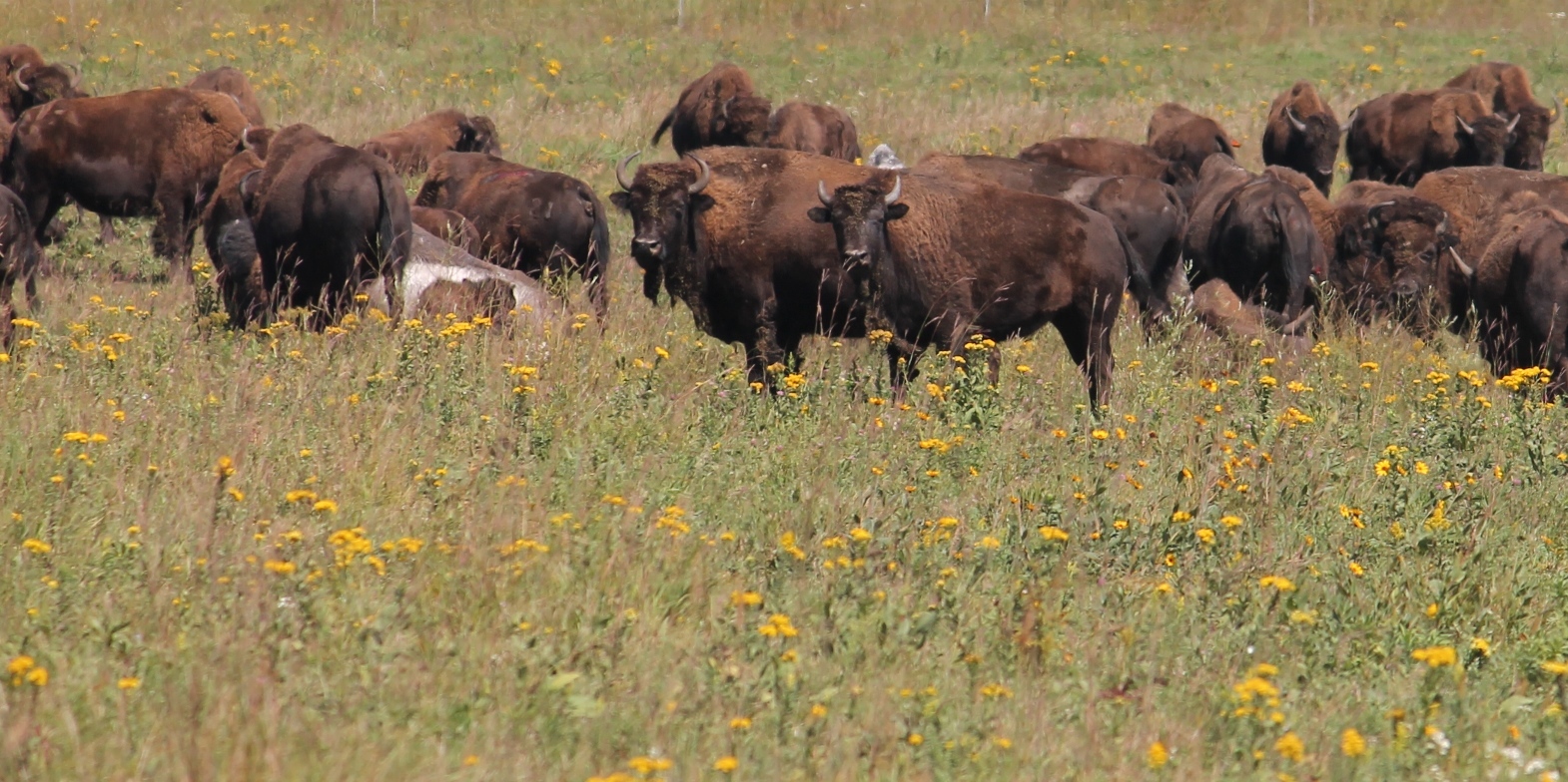 Blue Mounds State Park, MN
