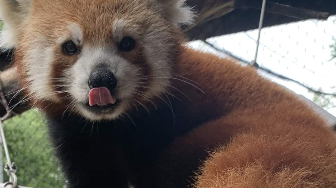 Brandywine Zoo