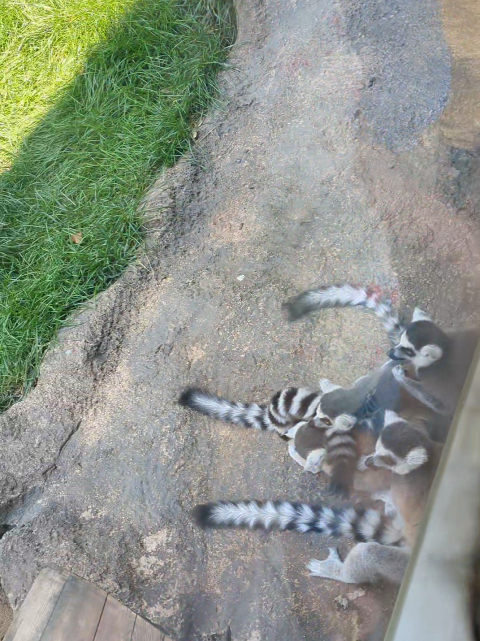Brandywine Zoo