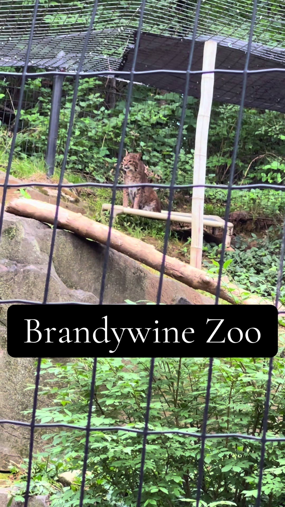 Brandywine Zoo