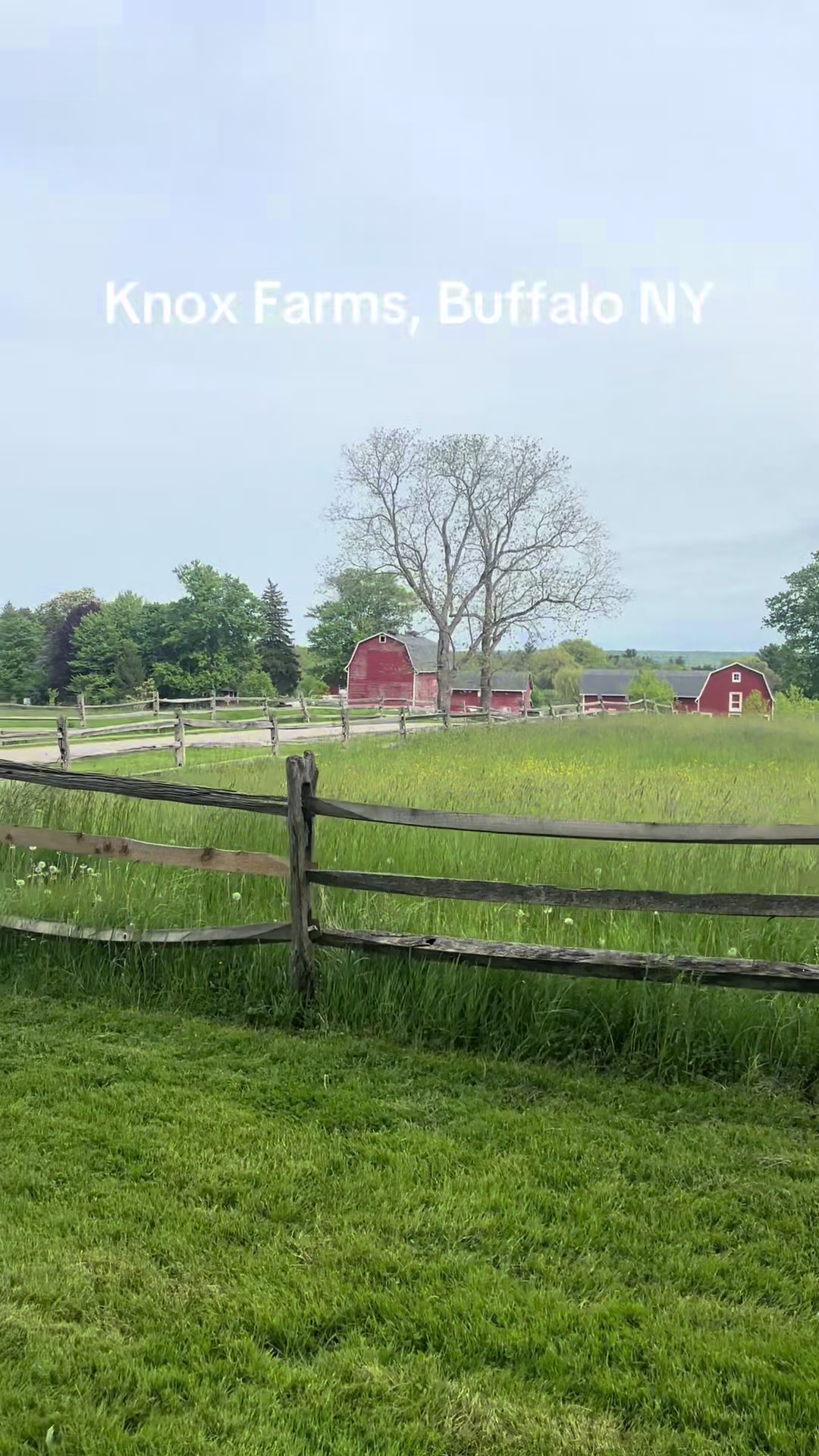 Buffalo