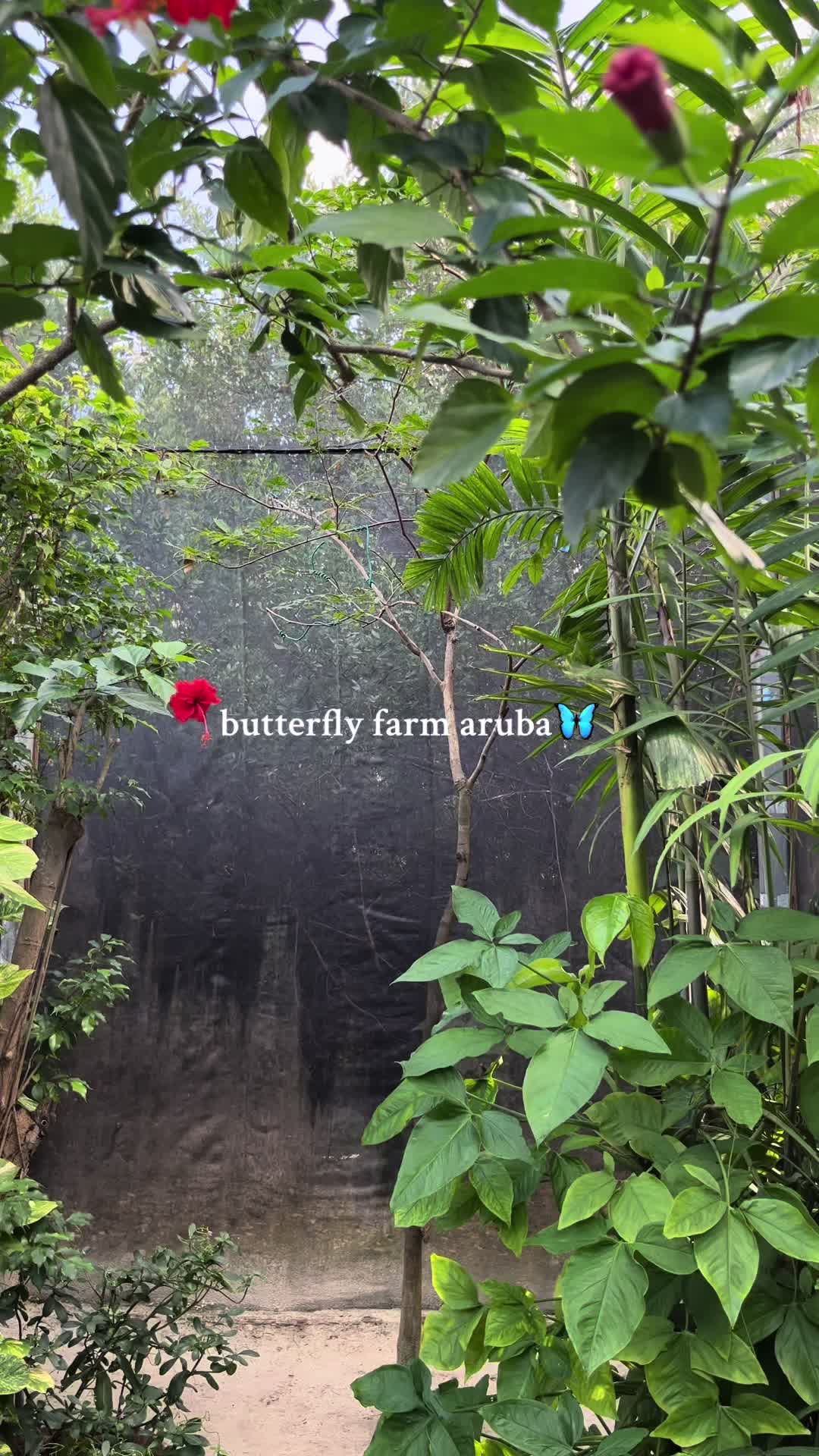 Butterfly Farm Aruba