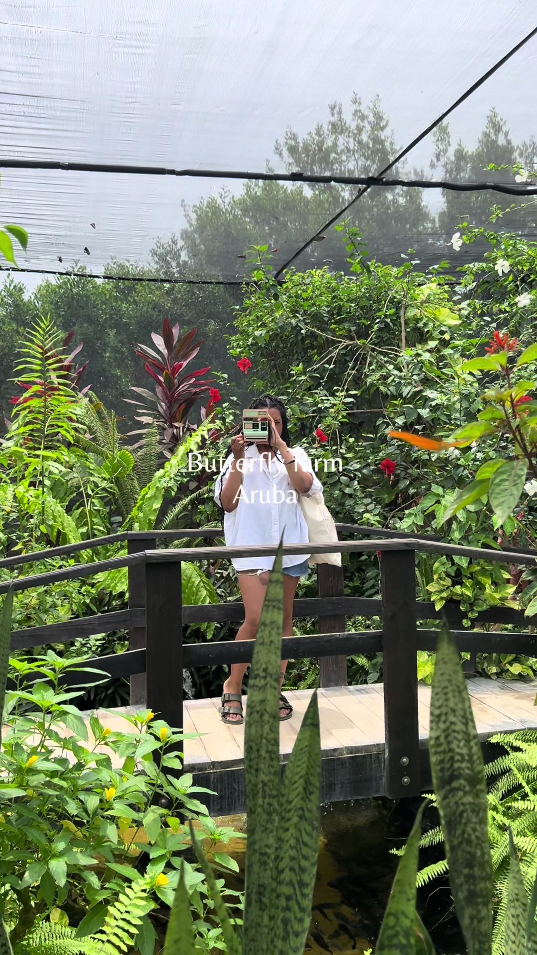 Butterfly Farm Aruba