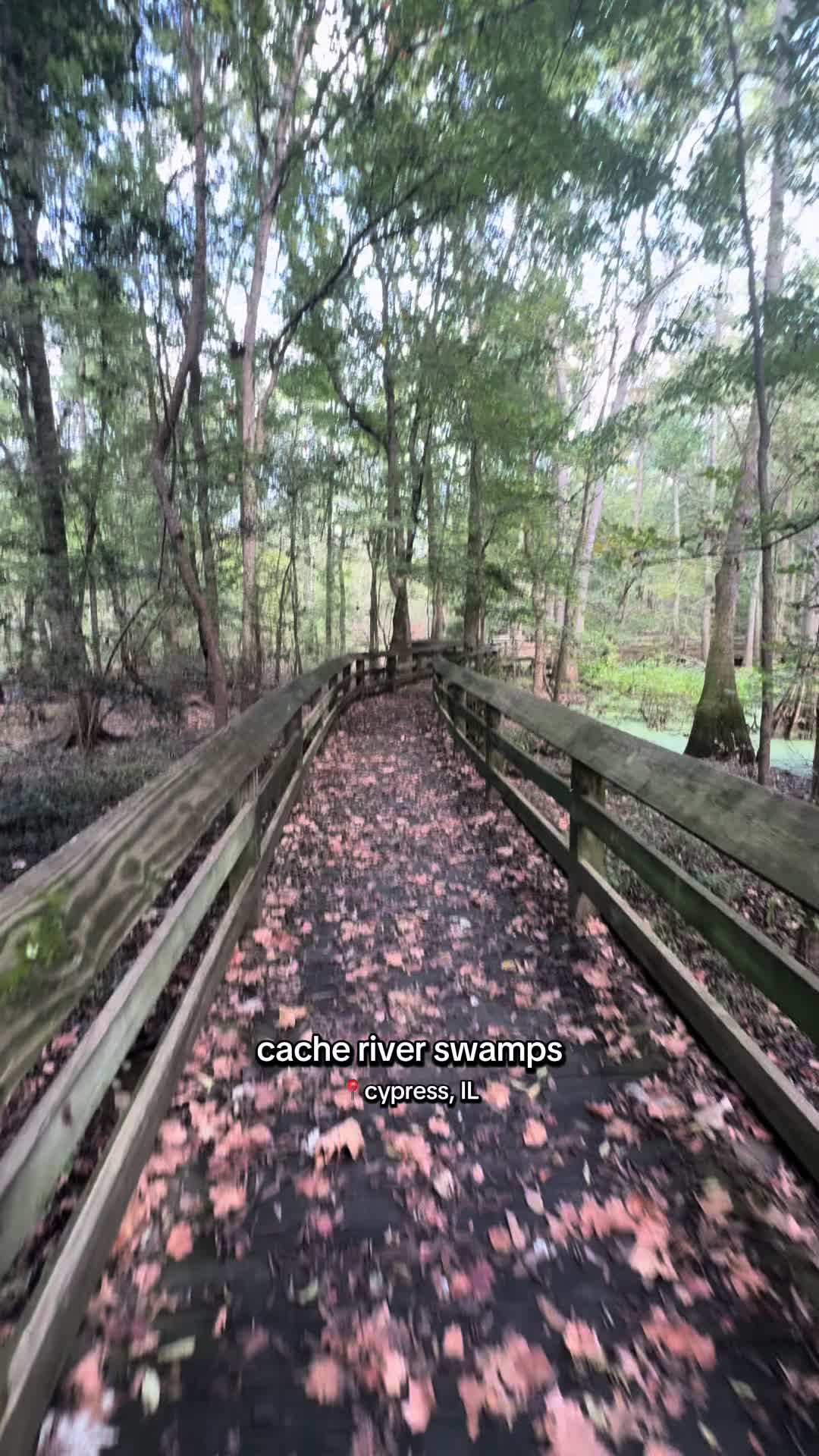Cache River State Natural Area