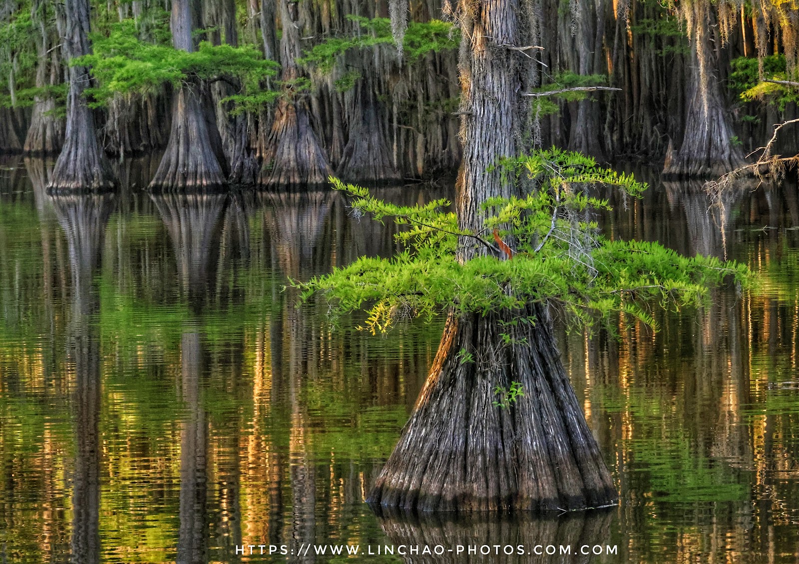 Caddo Lake State Park