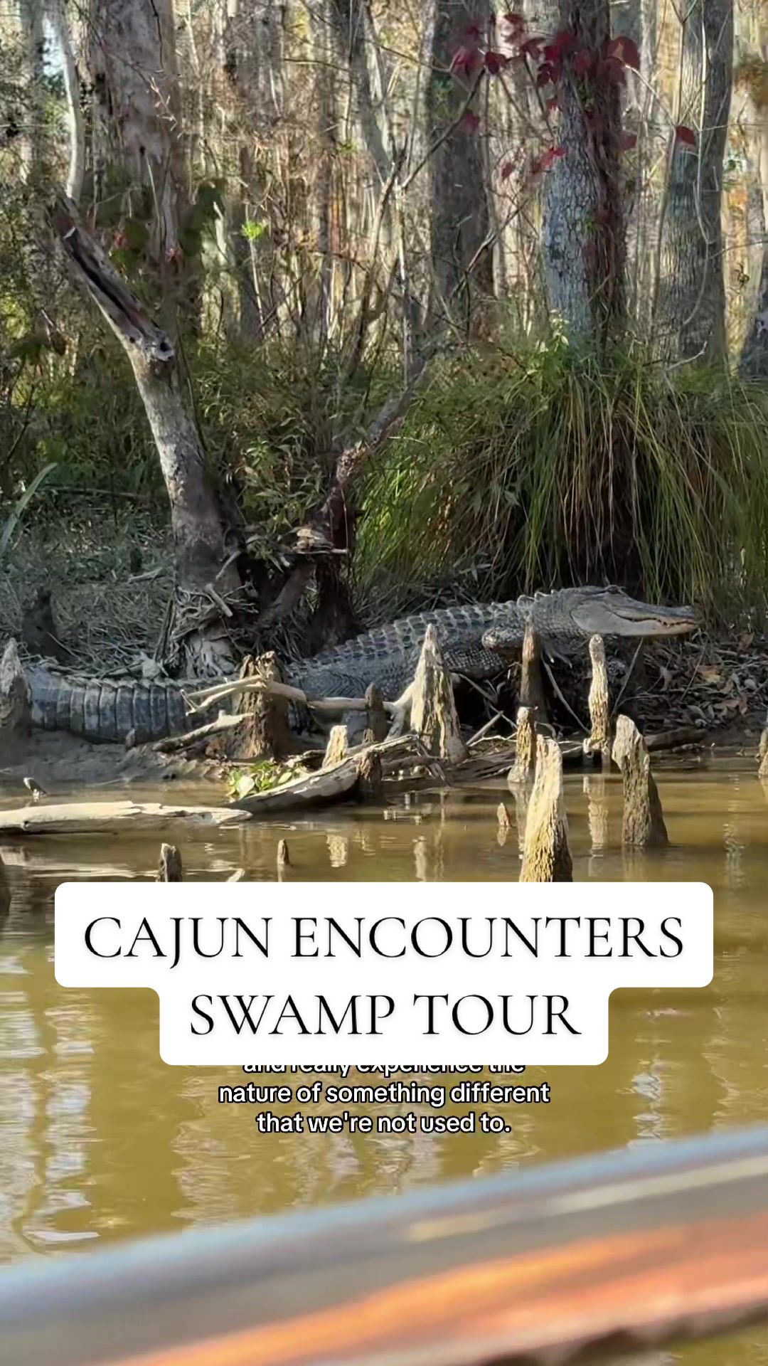 Cajun Encounters Swamp Tour (near New Orleans)
