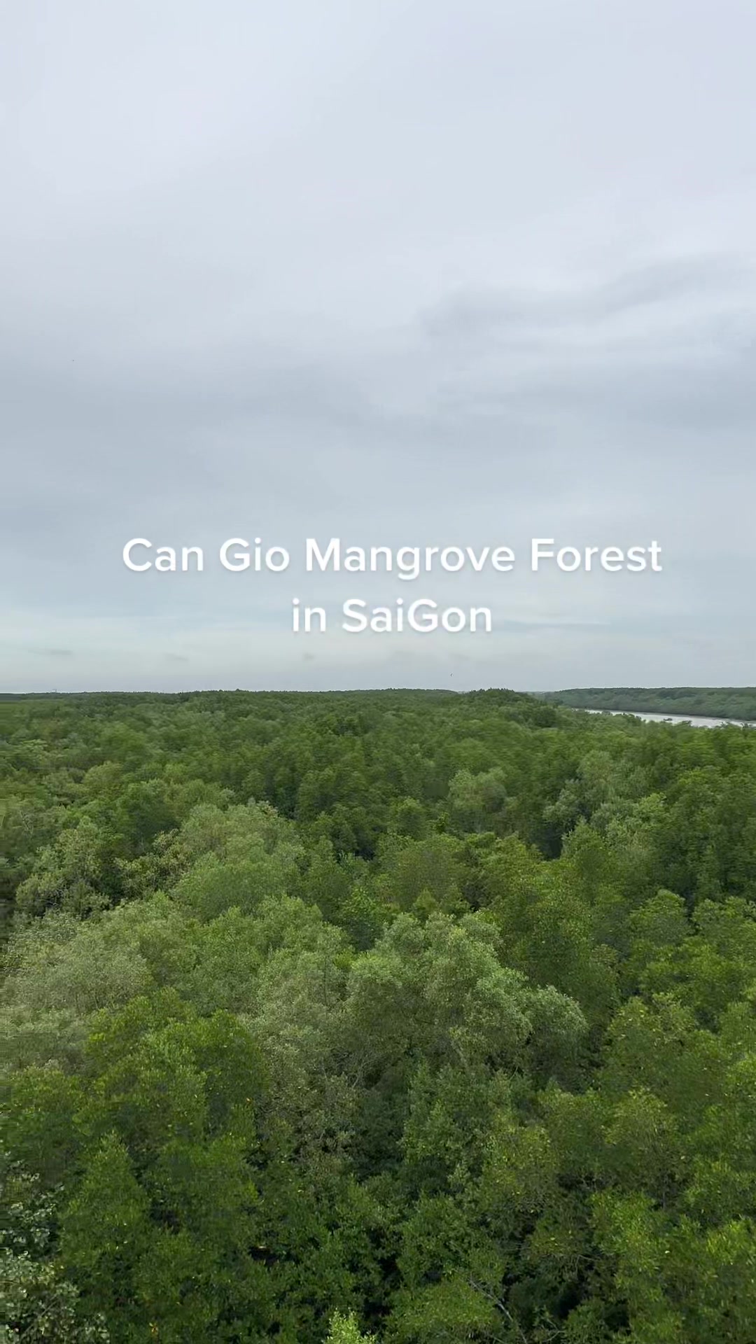 Can Gio Mangrove Forest