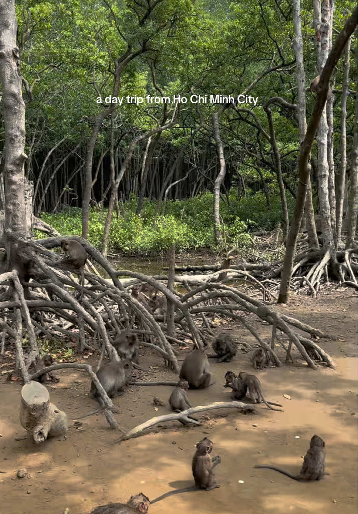 Can Gio Mangrove Forest