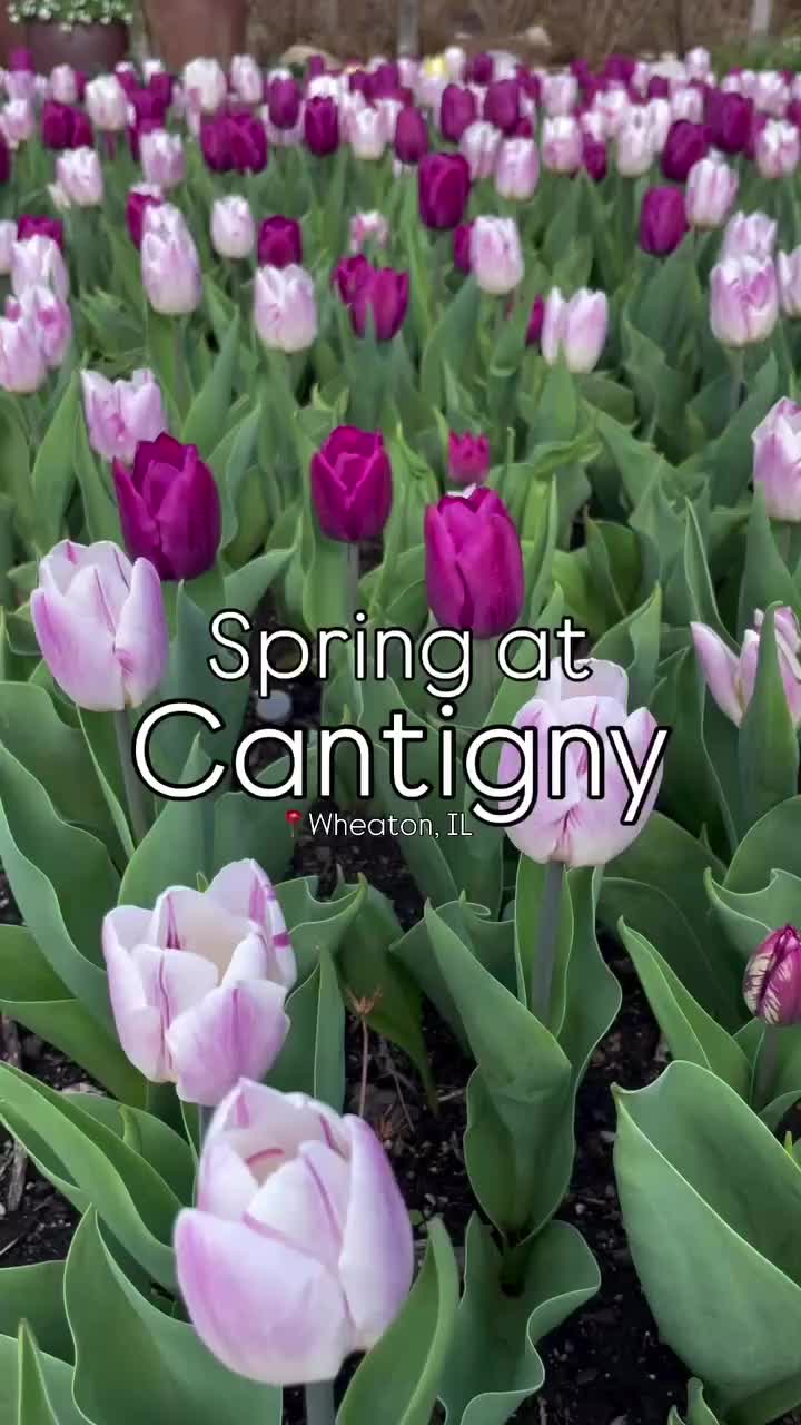 Cantigny Park