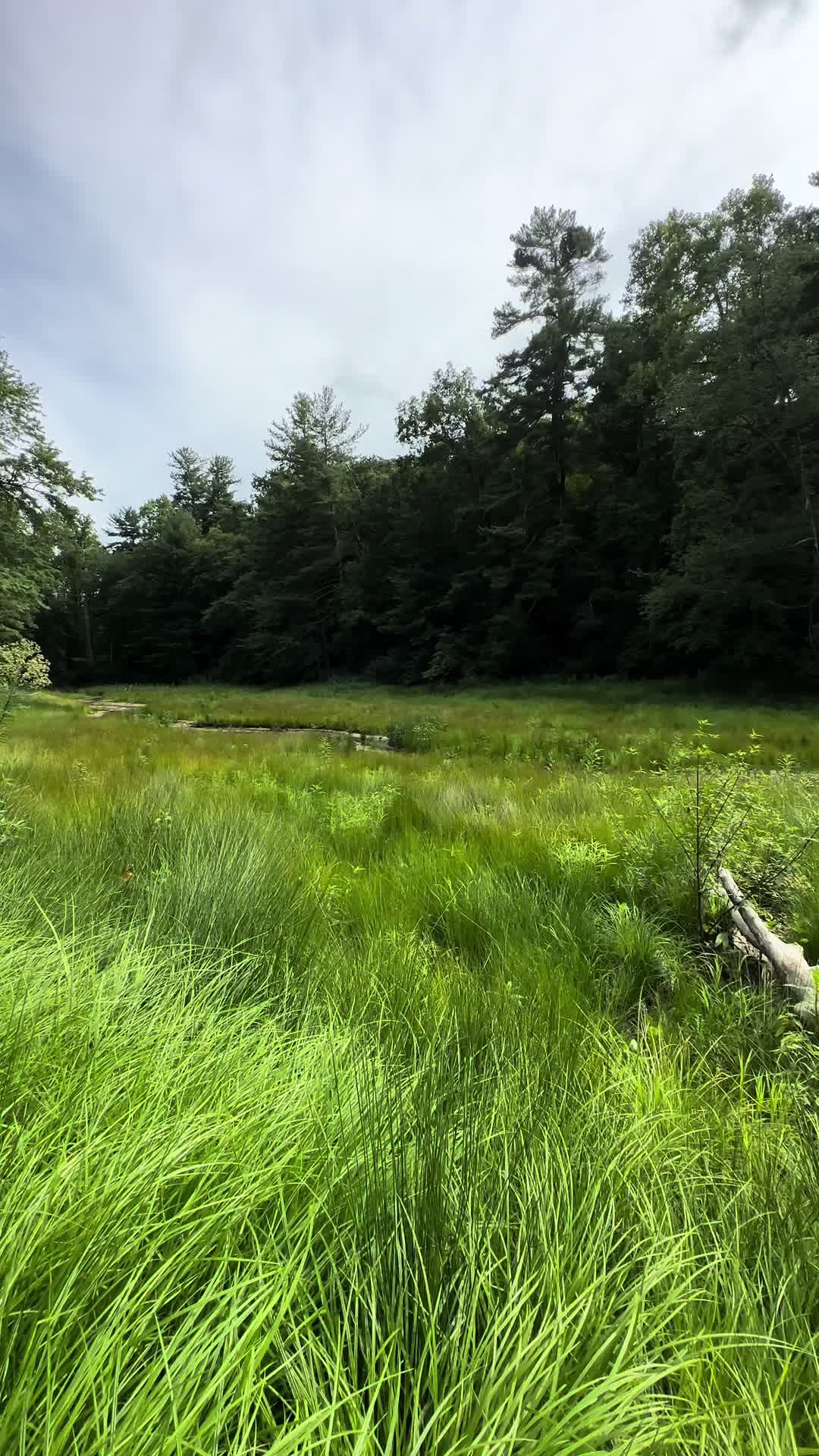 Carl Sandburg Home National Historic Site