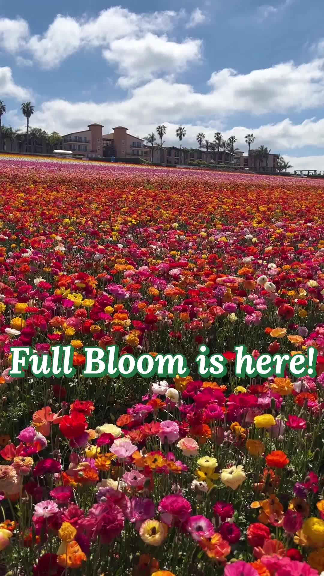 Carlsbad Flower Fields (seasonal)