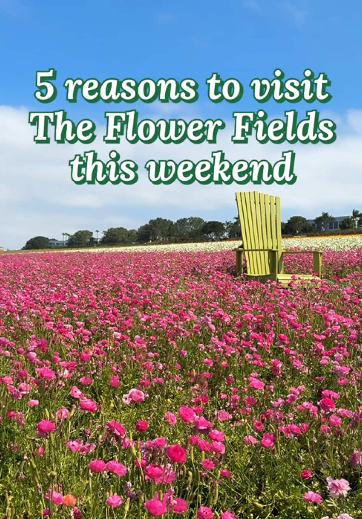 Carlsbad Flower Fields (seasonal)