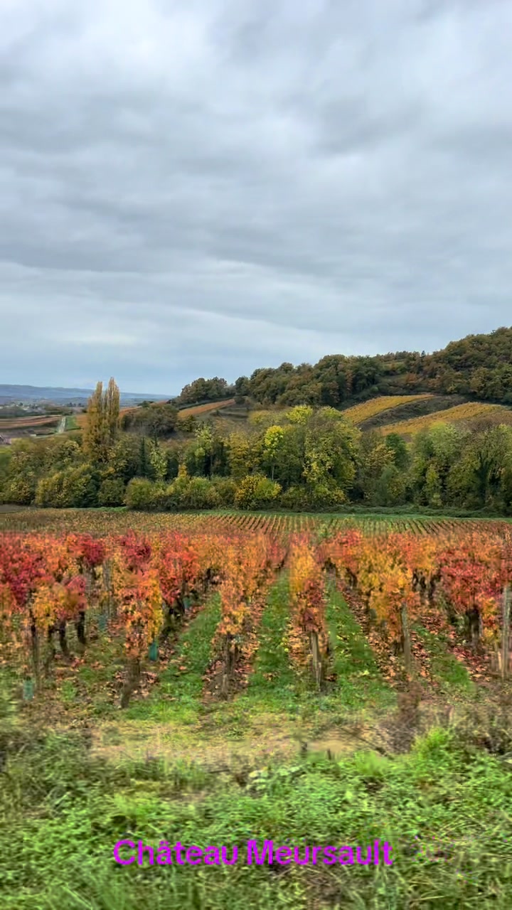 Château de Meursault (Meursault village)