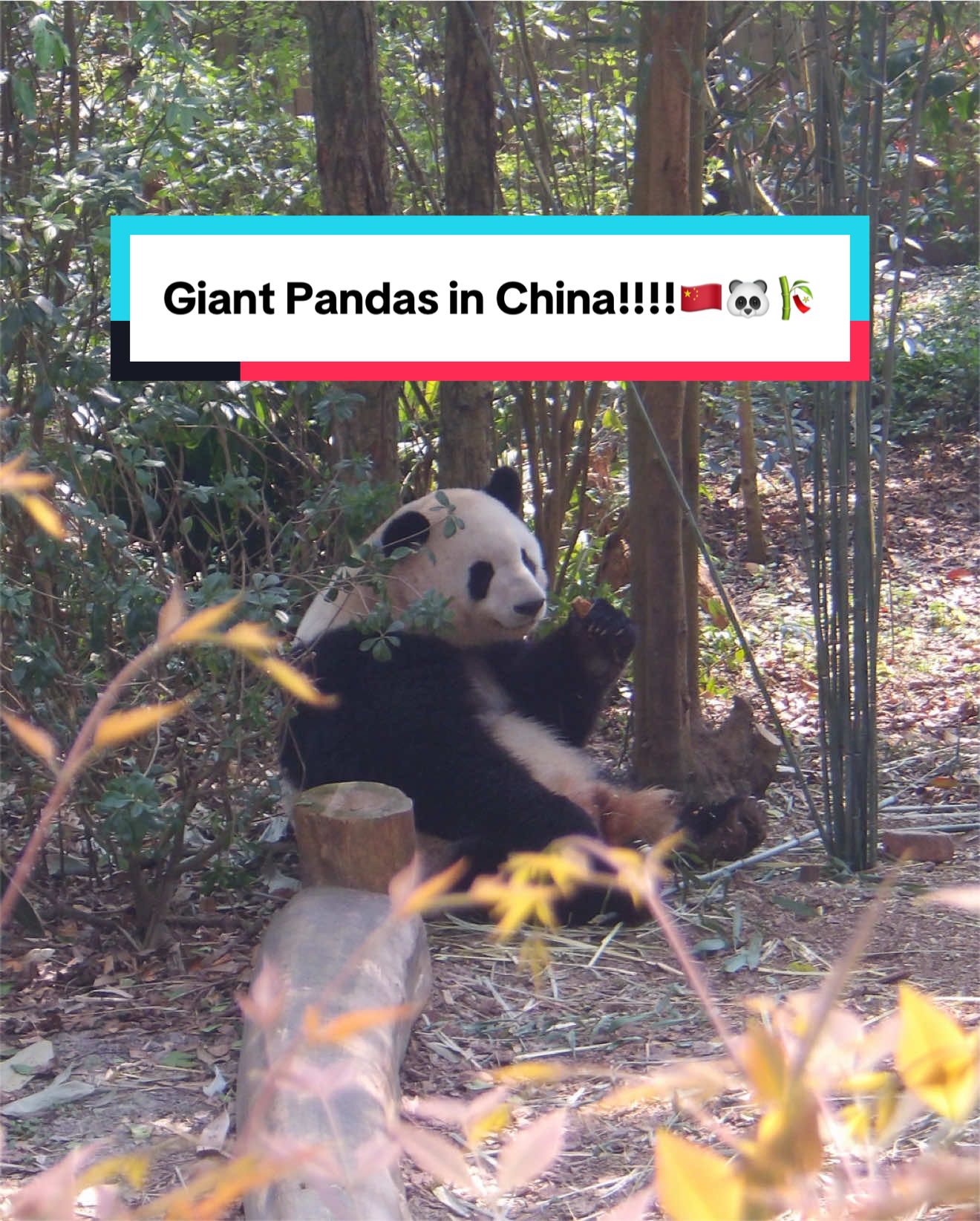 Chengdu Research Base of Giant Panda Breeding (成都大熊猫繁育研究基地)