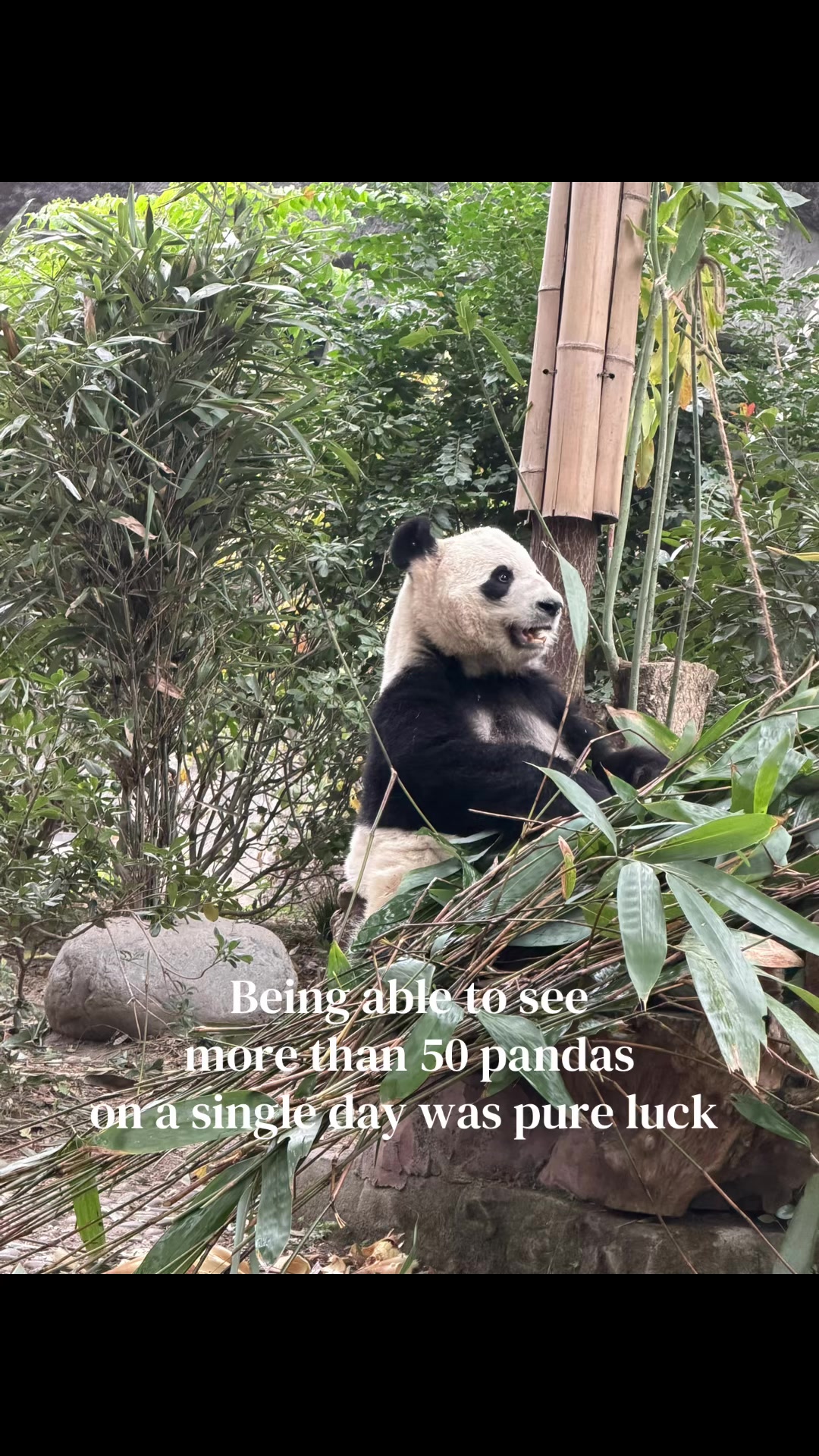 Chengdu Research Base of Giant Panda Breeding (成都大熊猫繁育研究基地)