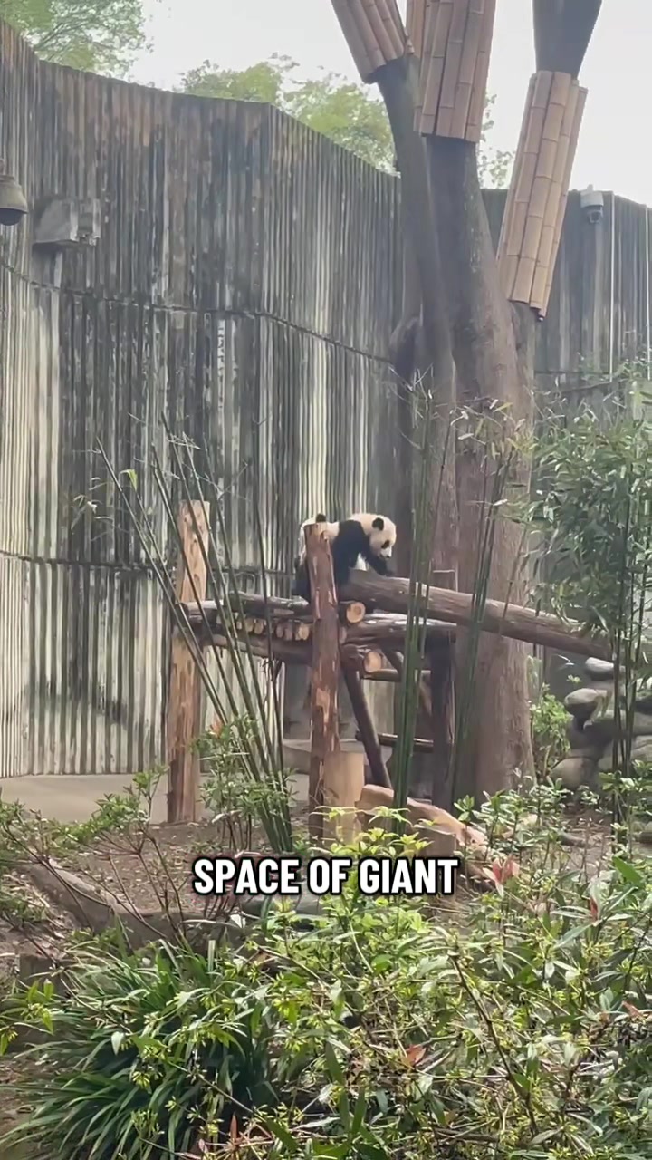 Chengdu Research Base of Giant Panda Breeding (成都大熊猫繁育研究基地)