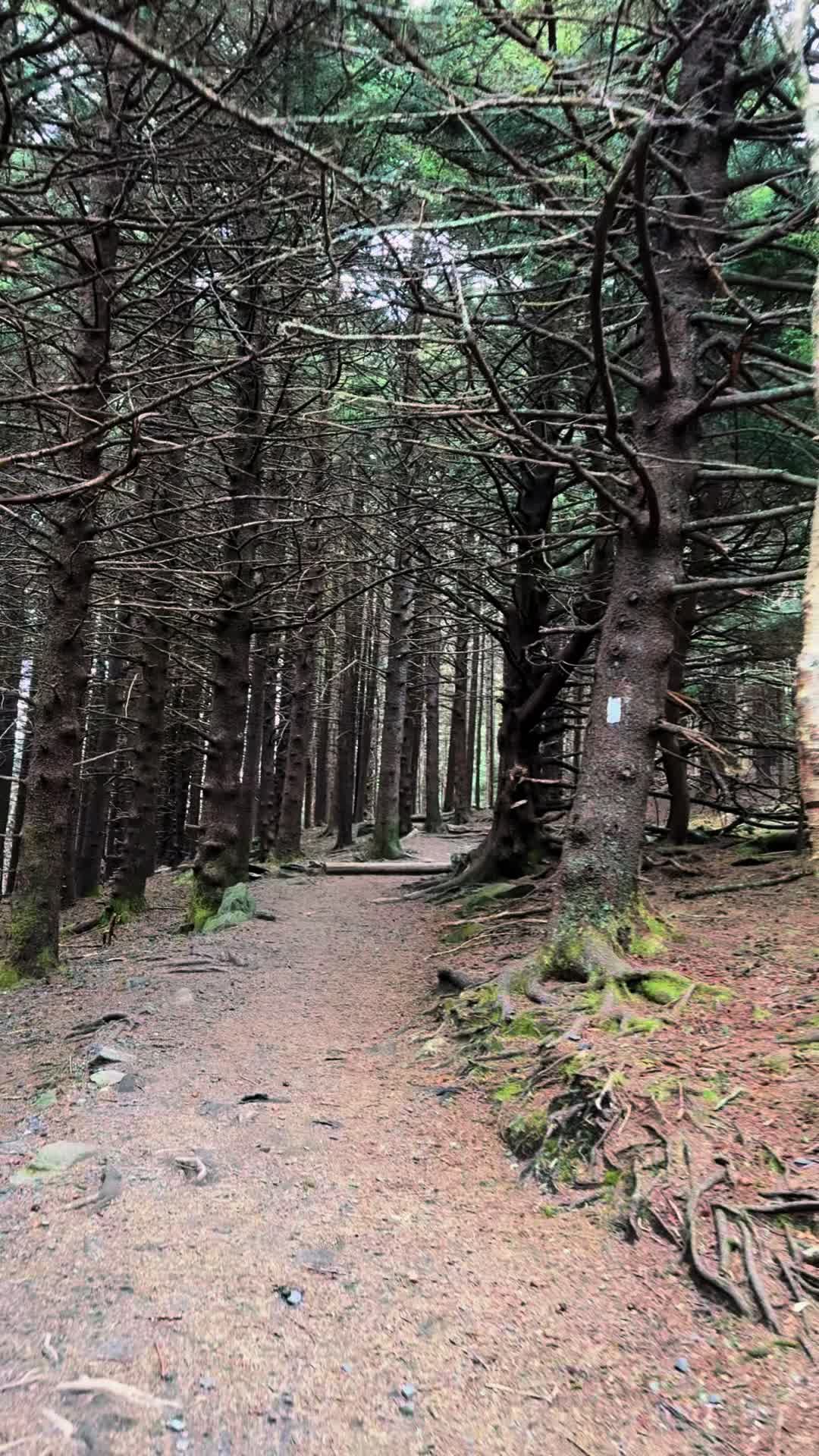 Cherokee National Forest