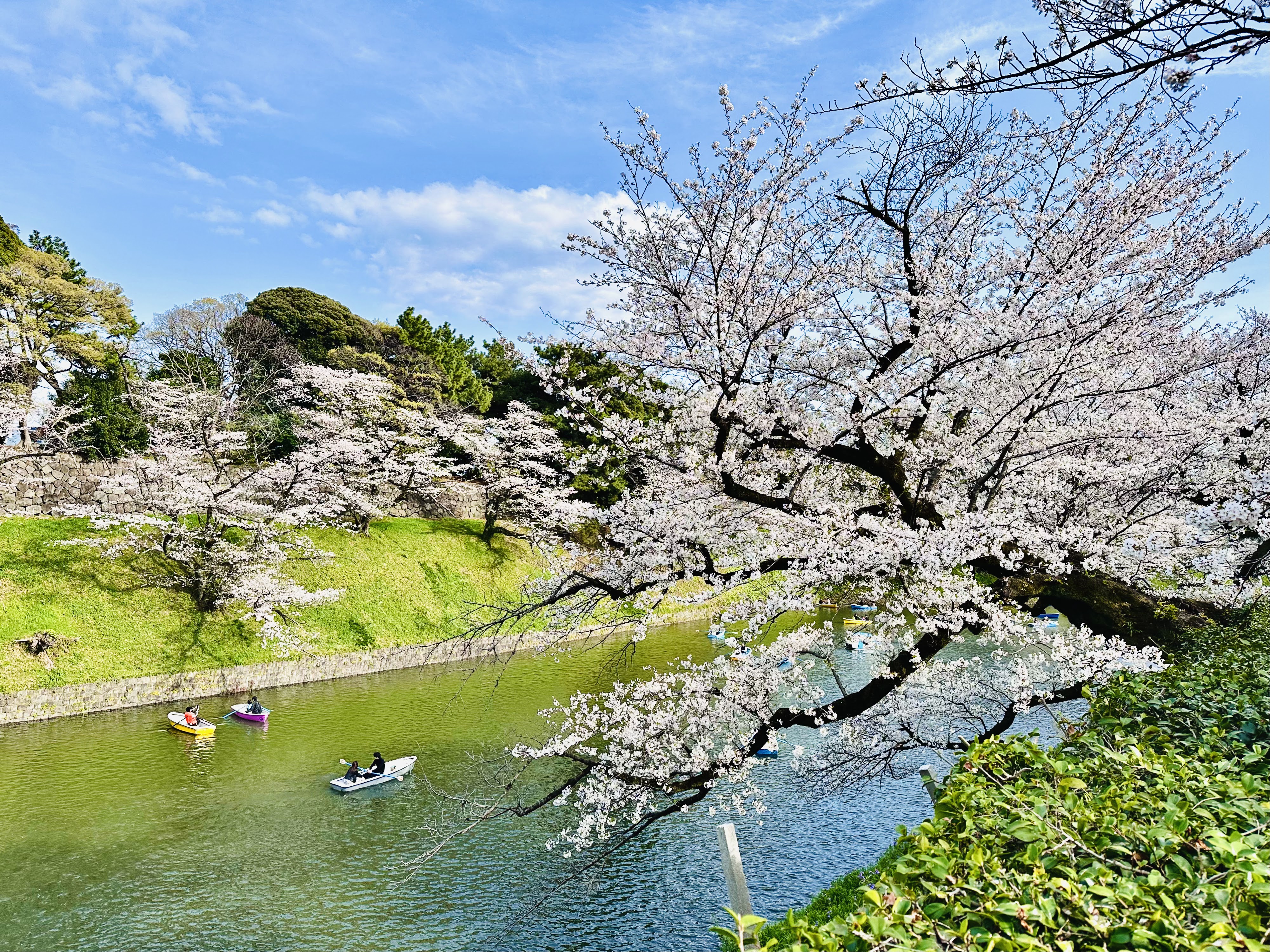 Japan Sakura Sightseeing April 2027
