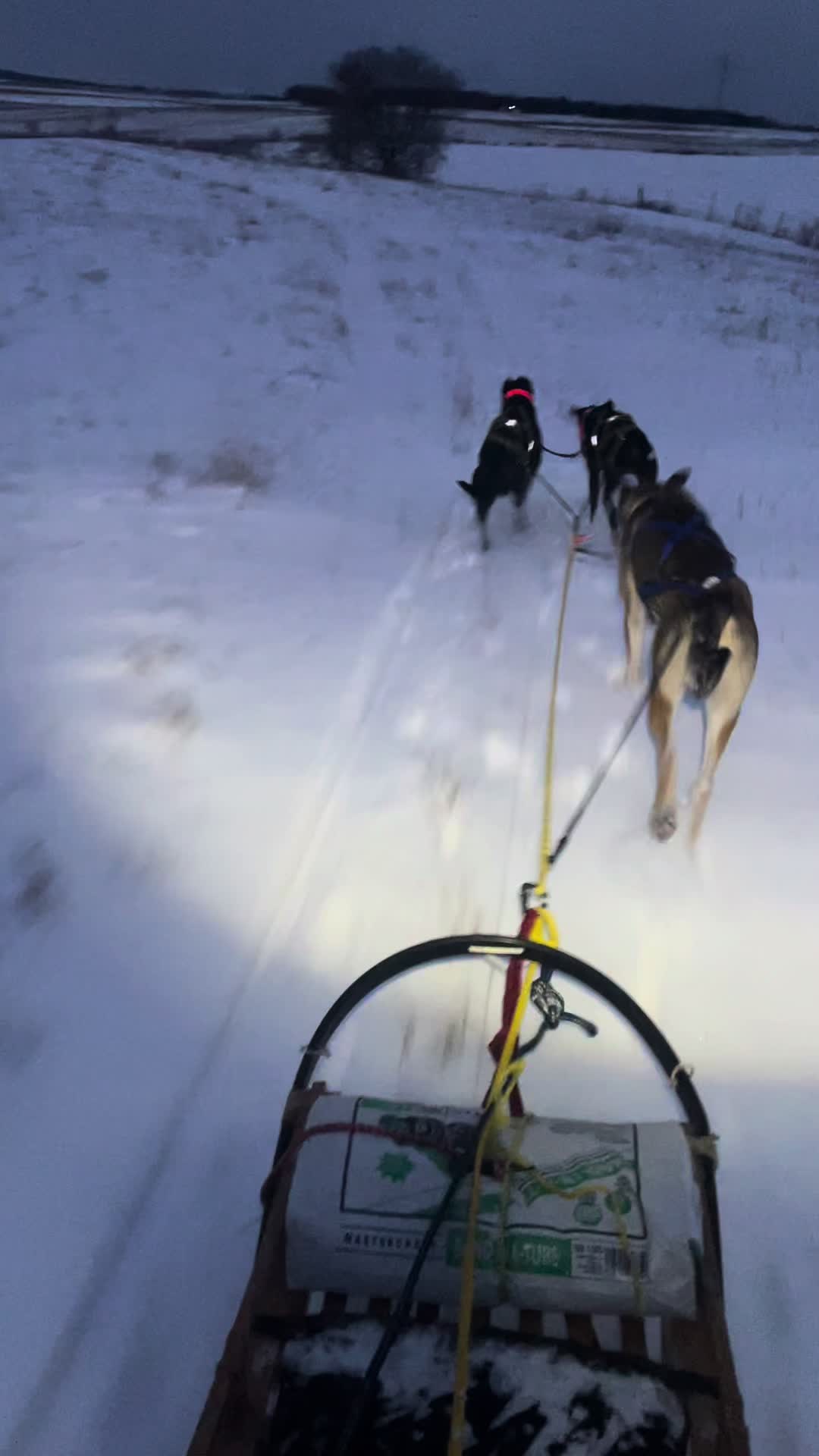 Chilly Dogs Sled Dog Trips