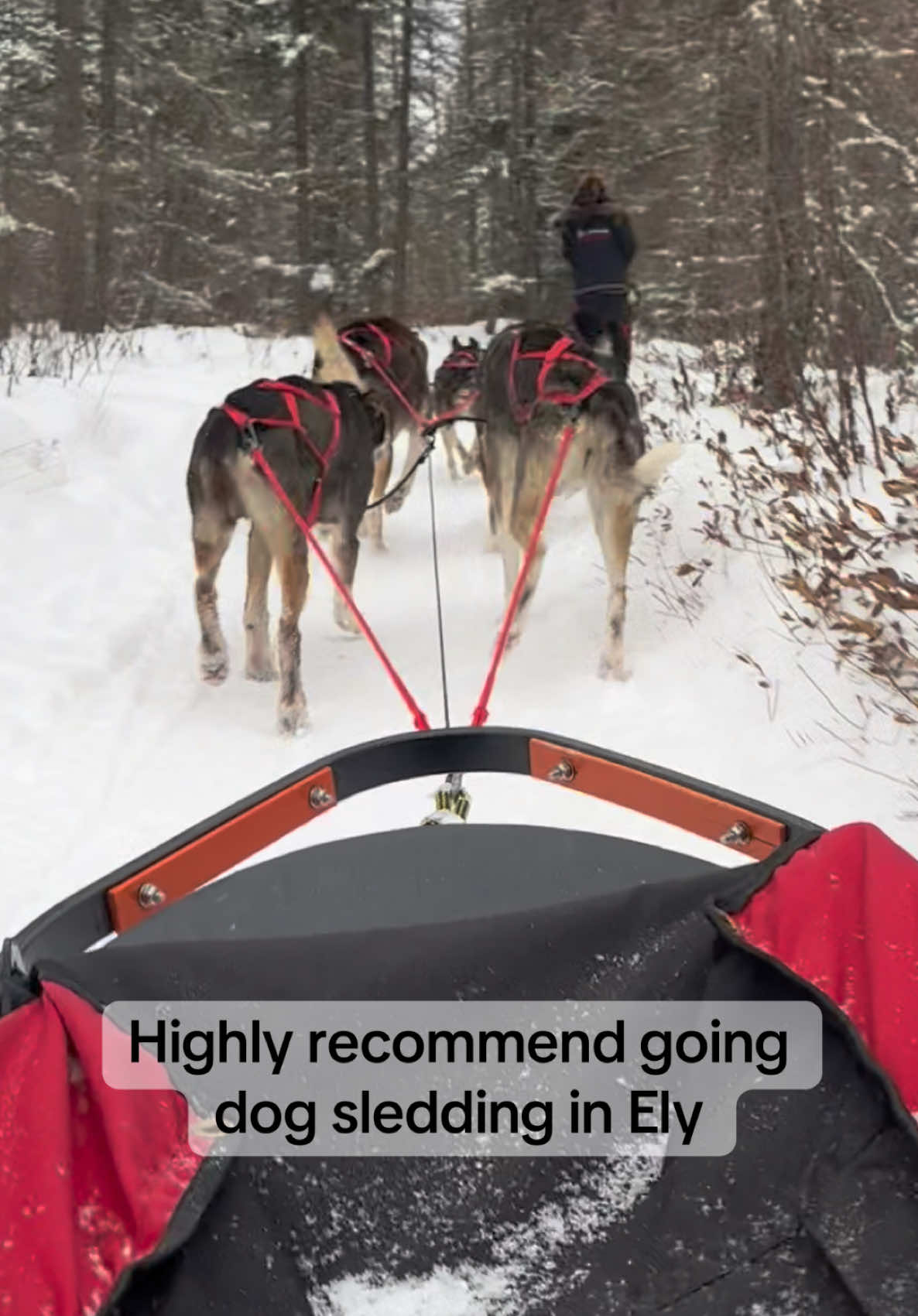 Chilly Dogs Sled Dog Trips