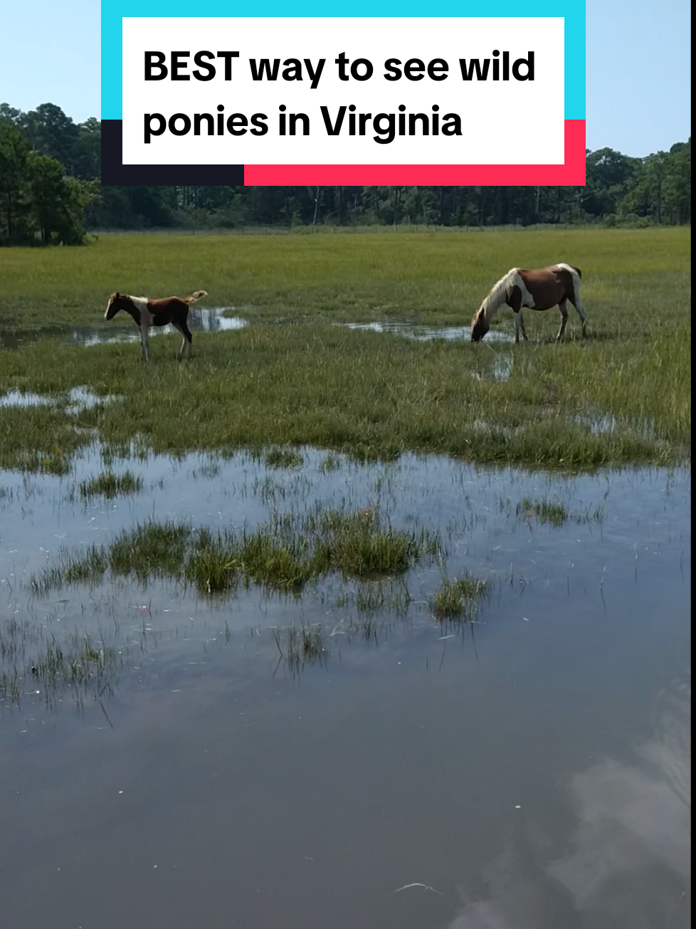 Chincoteague Island