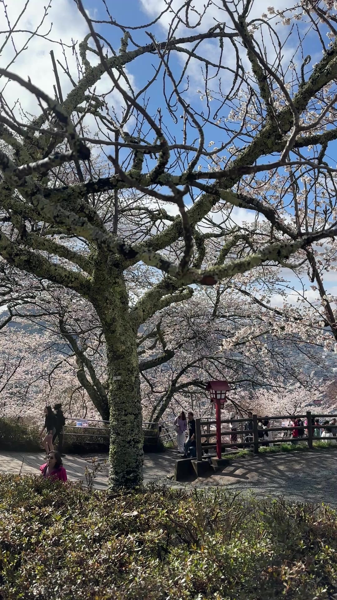 Chureito Pagoda (view of Mount Fuji)