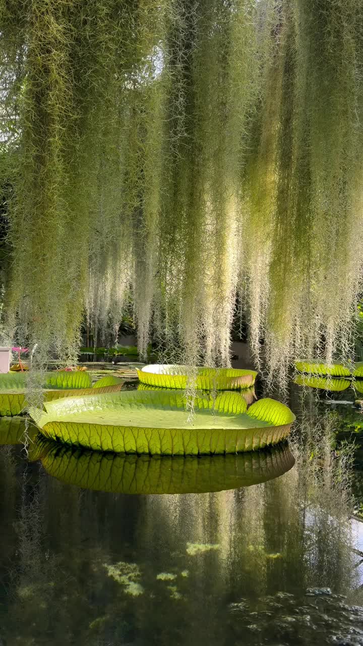 Comenius Gardens