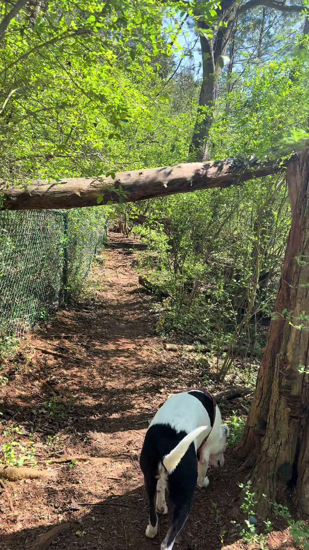 Concord Dog Park
