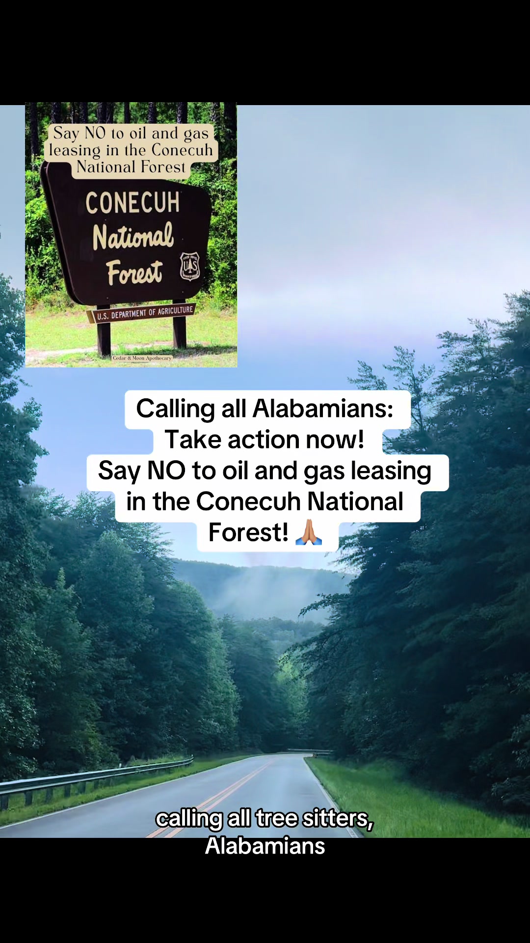 Conecuh National Forest