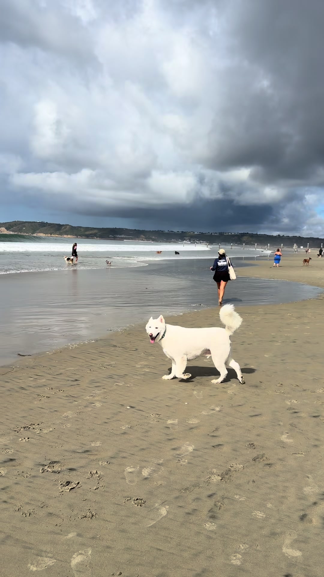 Coronado Dog Beach