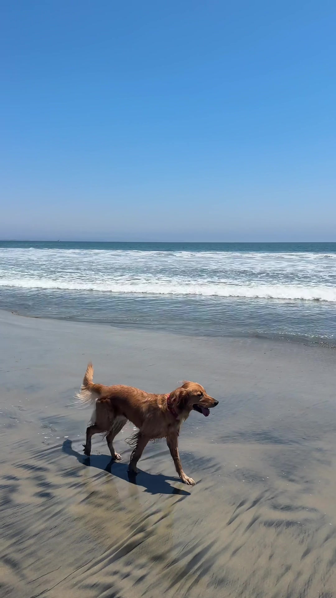 Coronado Dog Beach