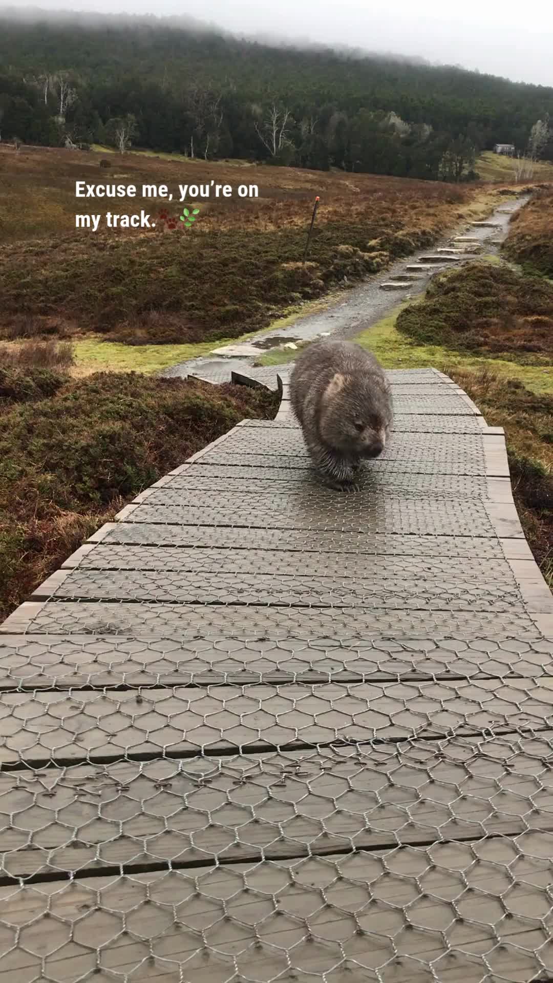 Cradle Mountain