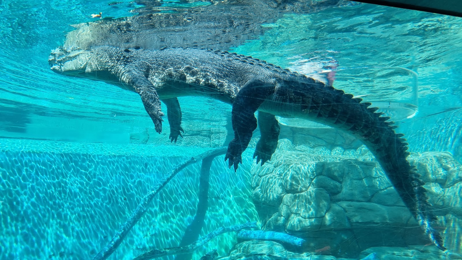 Crocosaurus Cove