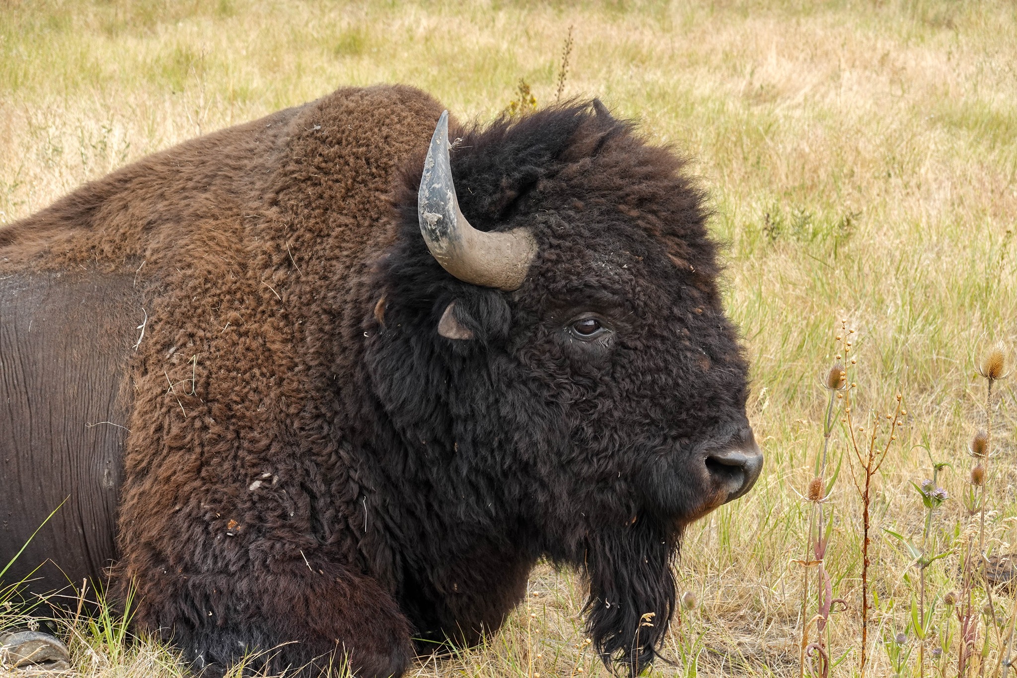 CSKT Bison Range