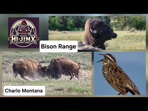 CSKT Bison Range