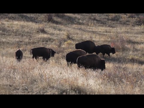 CSKT Bison Range