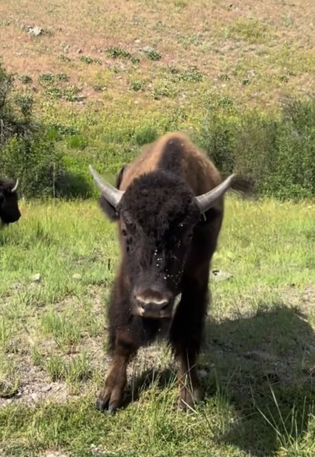 CSKT Bison Range