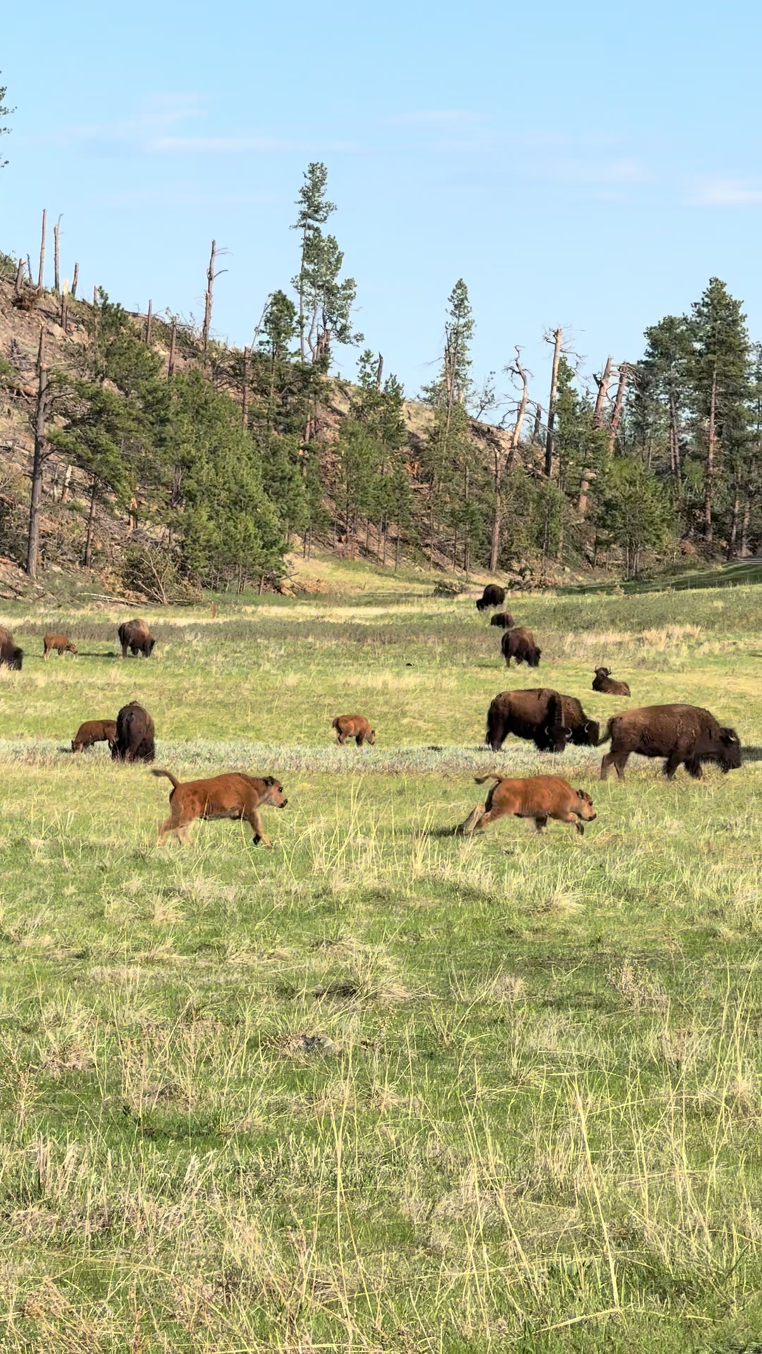 Custer State Park