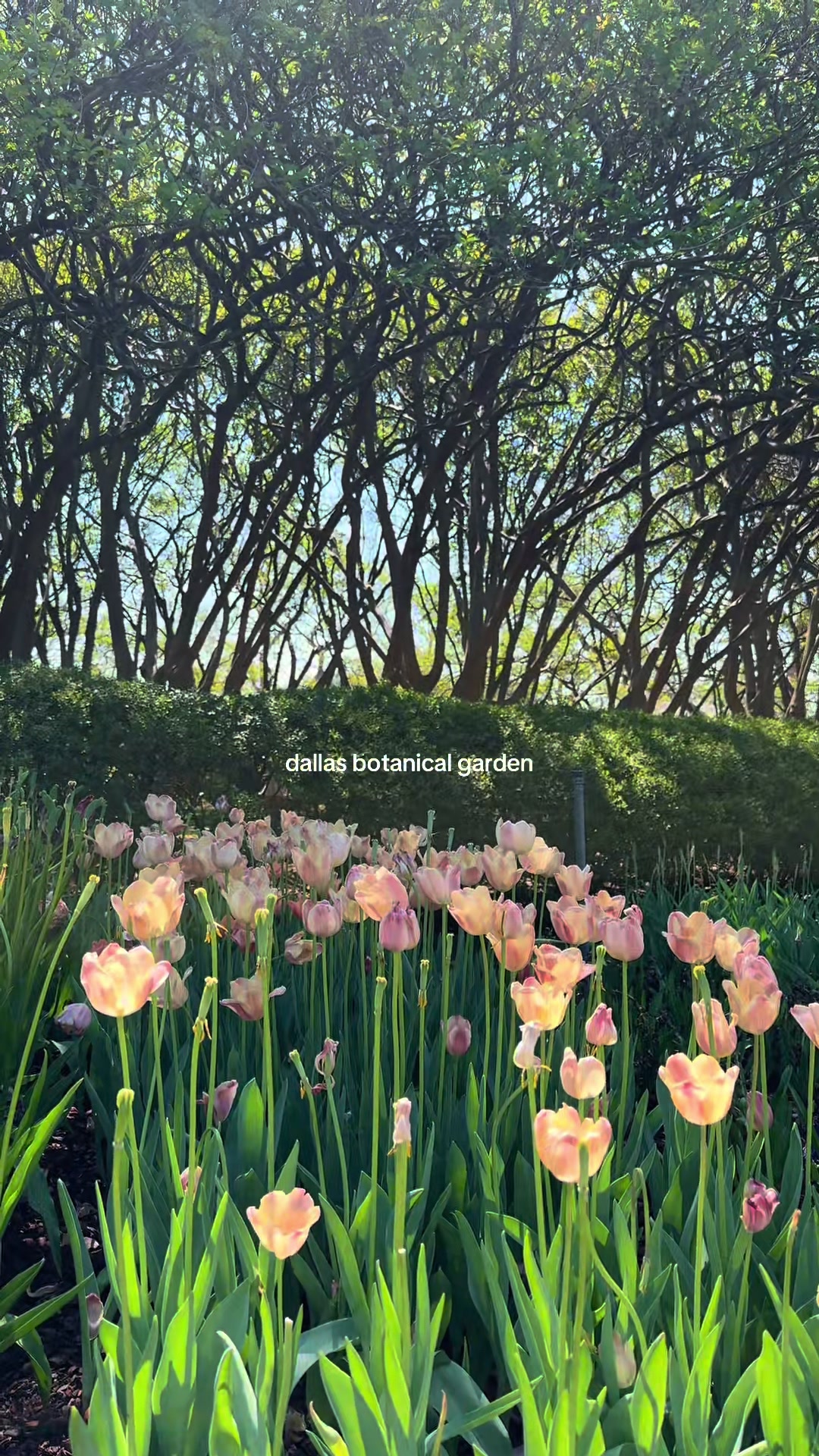 Dallas Arboretum and Botanical Garden