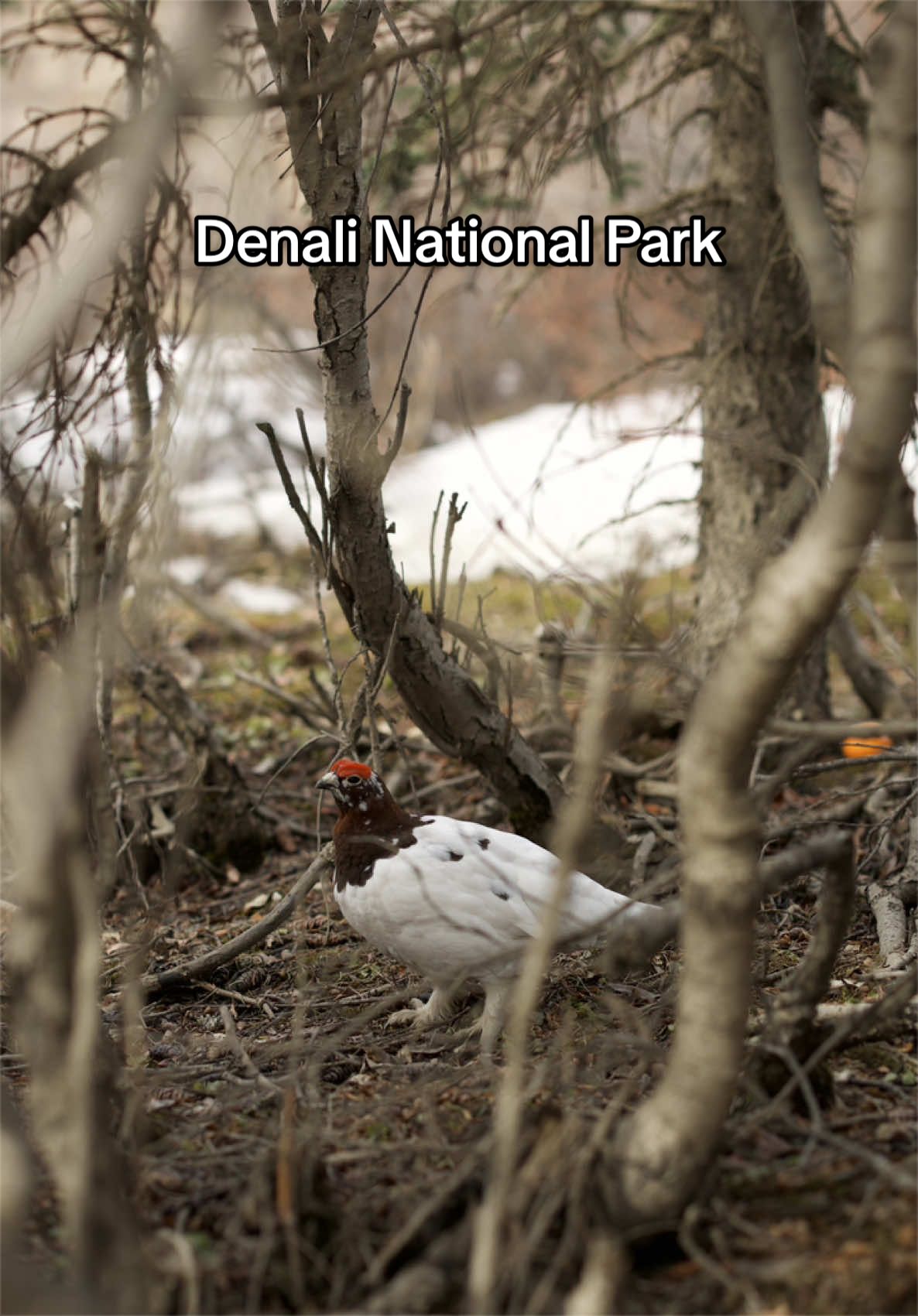 Denali National Park