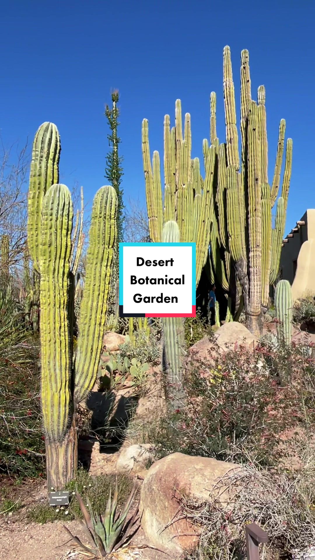 Desert Botanical Garden
