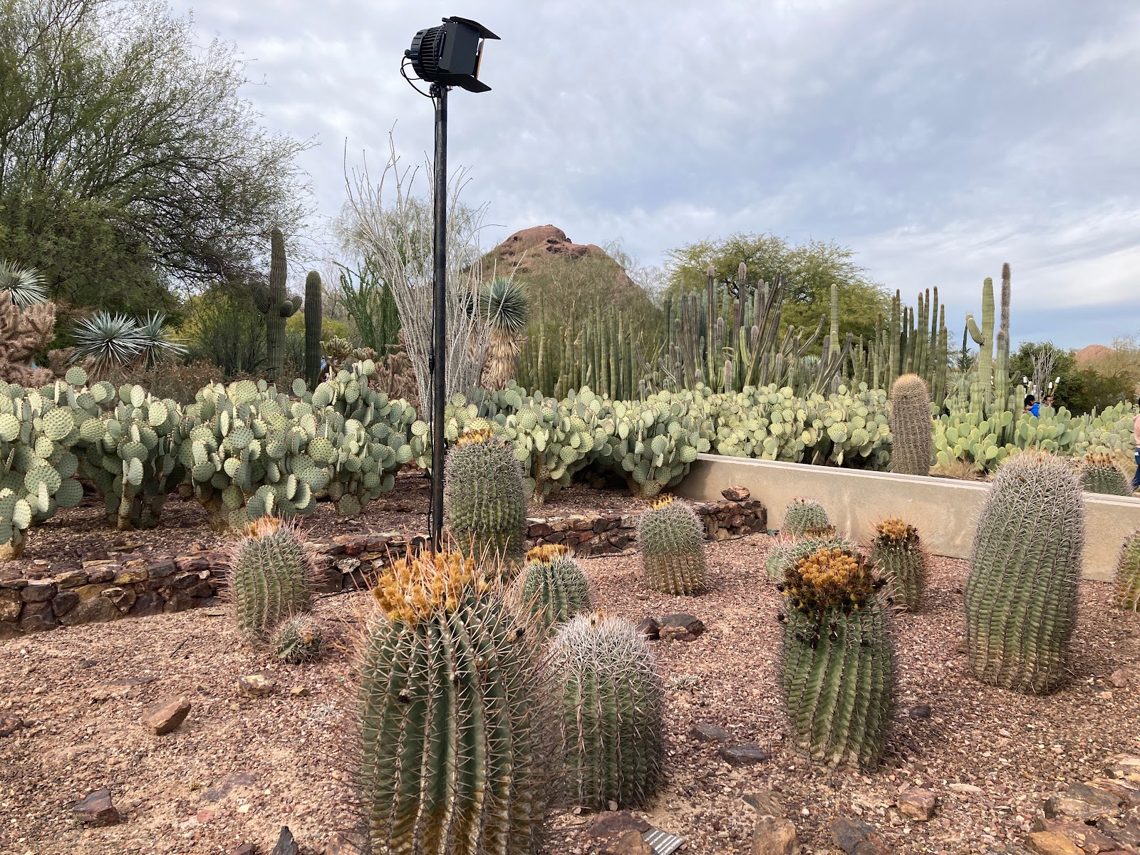 Desert Botanical Garden