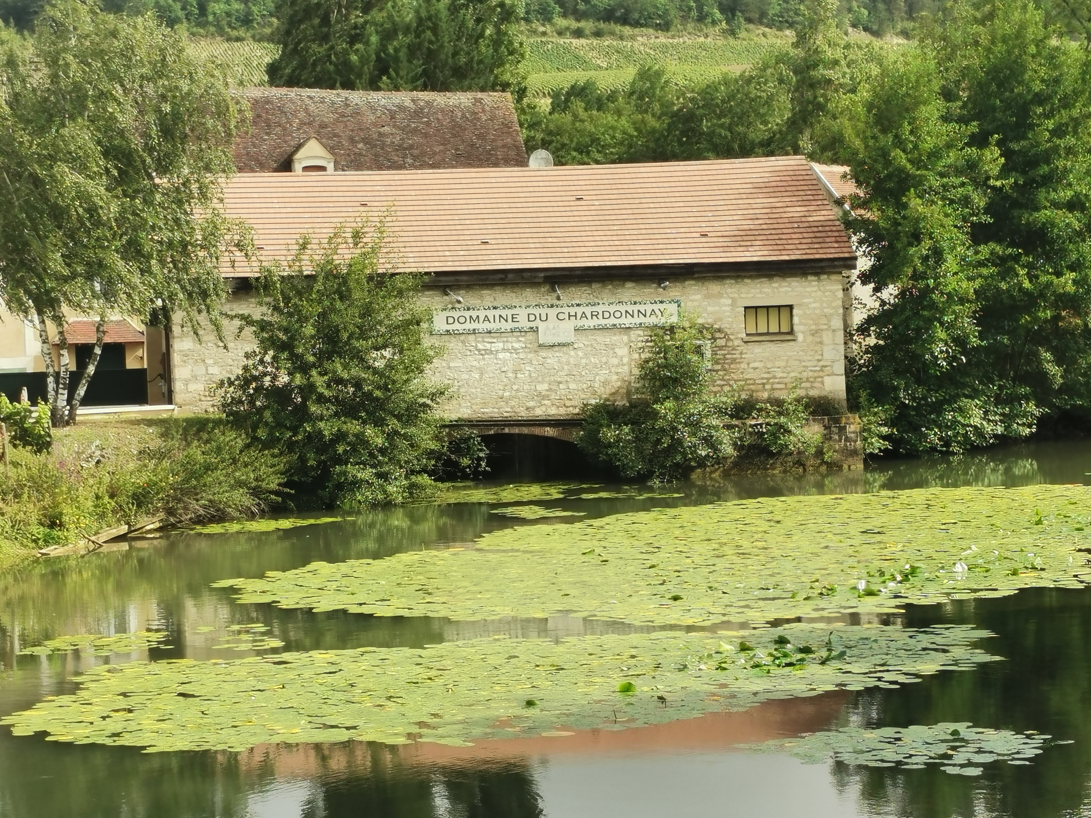 Chablis vineyards & countryside