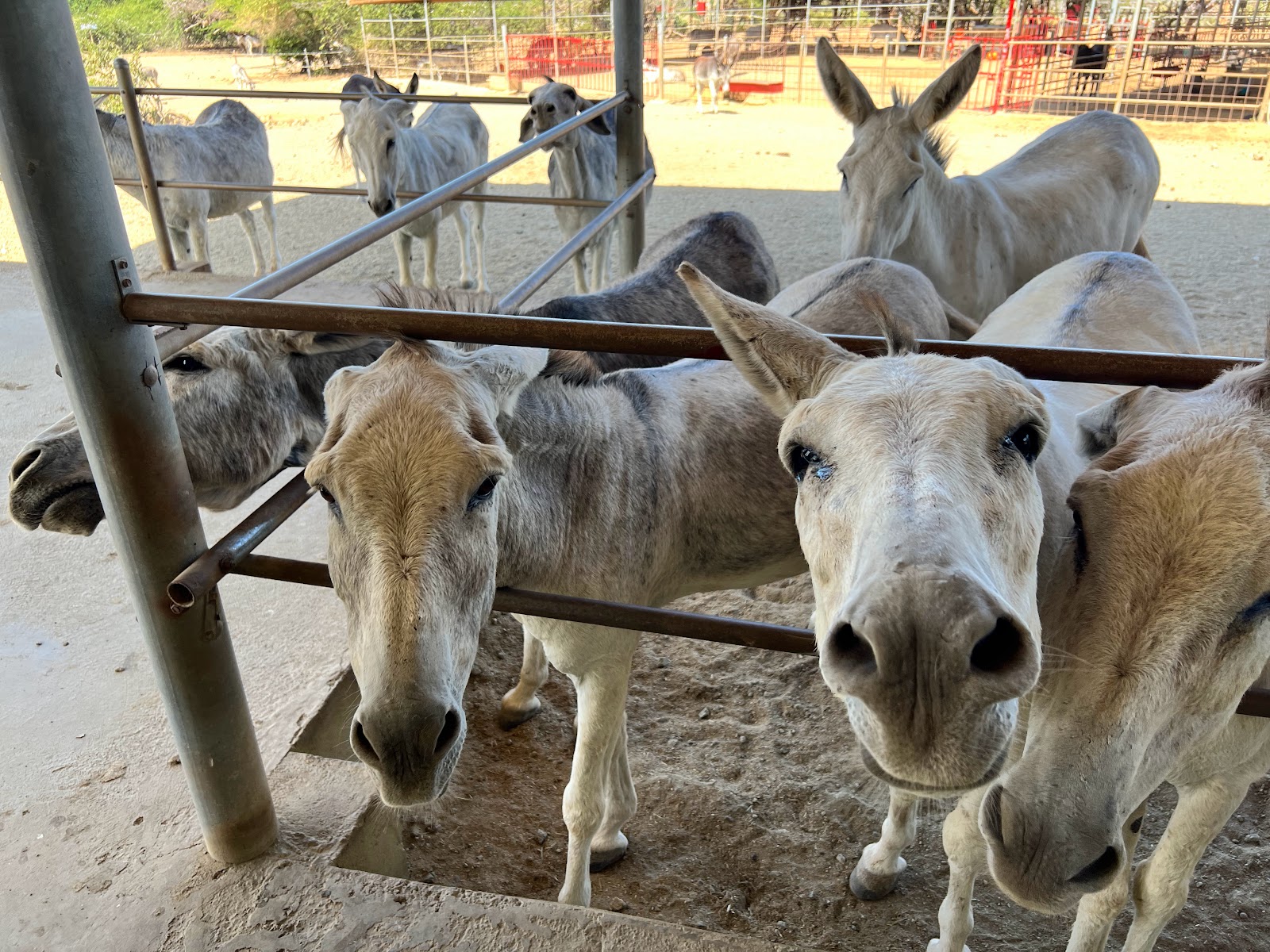 Donkey Sanctuary Aruba