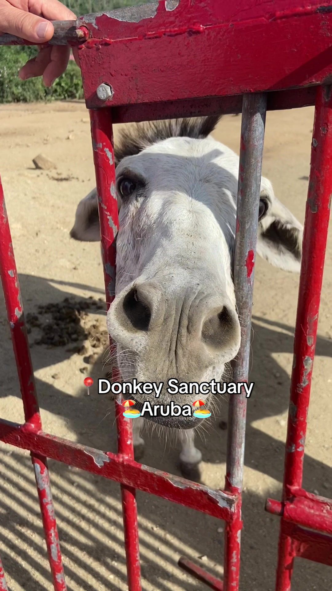 Donkey Sanctuary Aruba